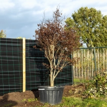 Roter Fächerahorn Bloodgood #1