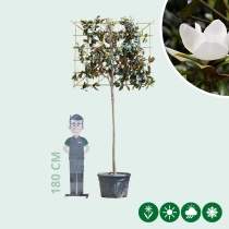 Magnolie grandiflora als Spalier