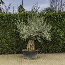 Olivenbaum 'Bonsai' #89