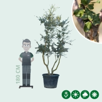 Korkeiche mehrstämmig