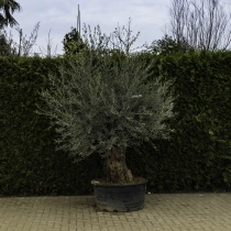 Olivenbaum 'Bonsai' #85