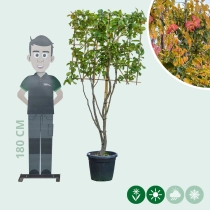 Persischer Eisenholzbaum mehrstämmig als Spalier