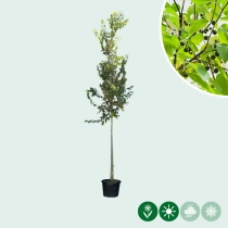 Europäischer Zürgelbaum