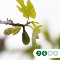 Mehrstämmiger Feigenbaum