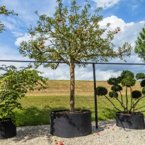 Apfelbaum Malus d. 'Cox Orange Pippin' #1