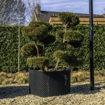 Sawara-Scheinzypresse 'Bonsai' #114