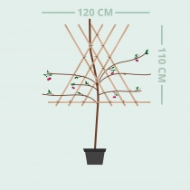 Prunus A. Doppelte Maikirsche als Spalier