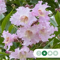 Chitalpa ‘Summer Bells’