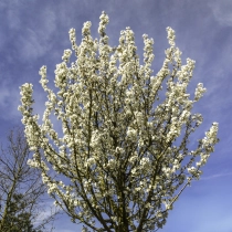 Japanische Zierkirsche ‘Umeniko’ #113