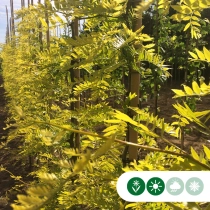 Gelber Dornenloser Lederhülsenbaum mehrstämmig