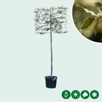 Steineiche als Spalier 200 cm