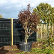 Roter Fächerahorn Bloodgood #1