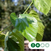 Maulbeerbaum  'Milanowek'