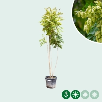 Blasenbaum mehrstämmig