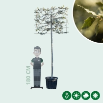 Steineiche als Spalier 200 cm