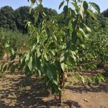 Prunus a. 'Hedelfinger