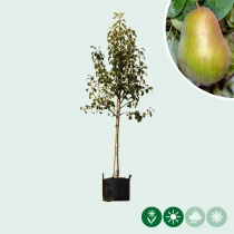 Pyrus c. 'Triomphe de Vienne'