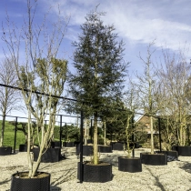 Küstenmammutbaum #108