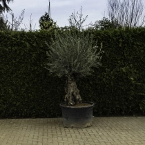 Olivenbaum 'Bonsai' #97
