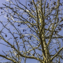 Amberbaum ‘Lane Roberts’ #107