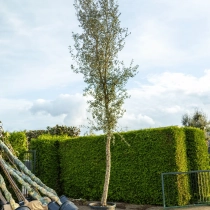 Korkeiche Hochstamm ausgewachsen #1