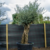 Olivenbaum 'Bonsai' 100–120 cm Stammumfang #2