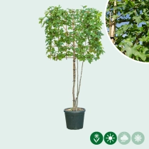 Amberbaum mehrstämmig als Spalier