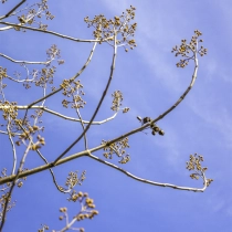 Blauglockenbaum #111