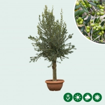 Olivenbaum Dekoschale