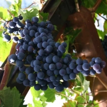 Blaue Traube
