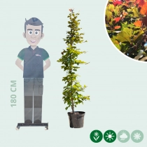 Blutbuchenhecke pro Meter zweireihig