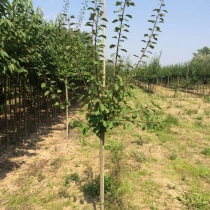 Süße Pflaume 'Reine Claude Verte' als Spalier