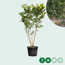 Sieben-Söhne-des-Himmels-Strauch mehrstämmig