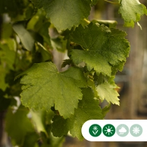 Weinbaum auf Stock