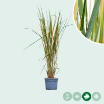 Rutenhirse ‘Northwind’