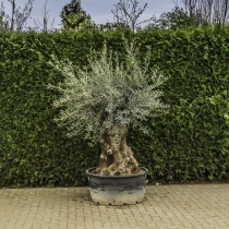 Olivenbaum 'Bonsai' #88