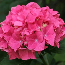 Hortensie Leuchtfeuer