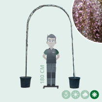 Rosaregen Rosea Bogenform