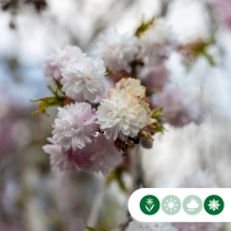 Japanische Blütenkirsche 'Autumnalis Rosea'