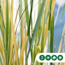 Rutenhirse ‘Northwind’