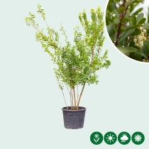 Erdbeerbaum mehrstämmig