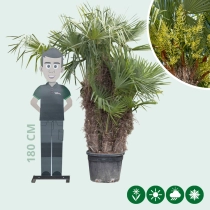 Chinesische Hanfpalme mehrstämmig