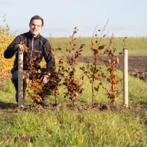 Blutbuchenhecke pro Meter einreihig