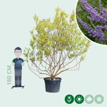 Mönchspfeffer Mehrstämmig