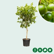Limettenbaum