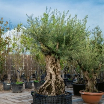 Olivenbaum 'Bonsai' 160–180 cm Stammumfang #1