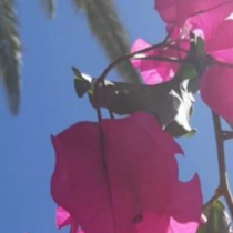 Bougainvillea glabra 'Alexandra'