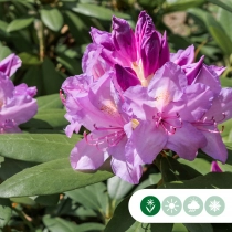 Rhododendron Catawbiense boursault