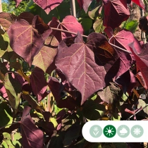 Judasbaum Ruby Falls dachförmig