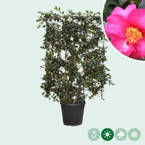 Camelia sasanqua Heckenelement